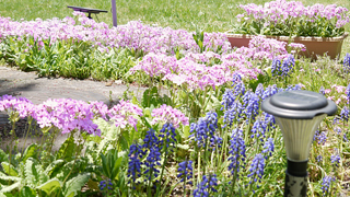 友愛山荘庭園の花々