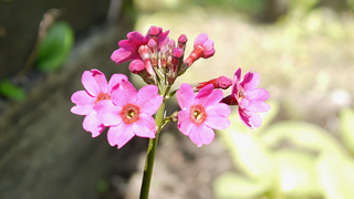 友愛山荘庭園の花々